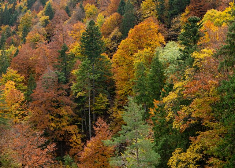 Automne à Antony