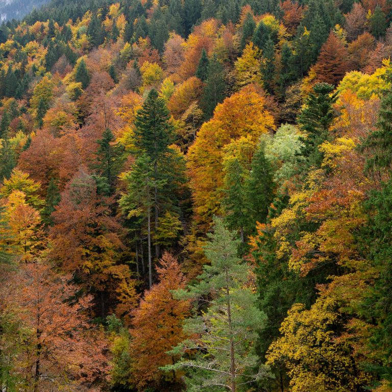 Automne à Antony